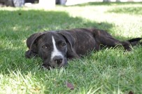 YAVRU KÖPEK - Kazazede Felçli Köpek Hayvan Barınağında Sağlığına Kavuştu