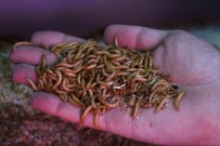 SÜLEYMAN DEMIREL ÜNIVERSITESI - Kilosunu 90 Liradan Satıyor