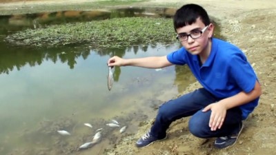 Kütahya'da Toplu Balık Ölümleri