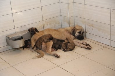 Yavru Köpeklere Önce Belediye Sonra Bir Anne Köpek Sahip Çıktı