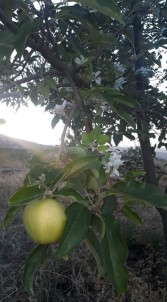 Elma Ağacı Yaz Mevsiminde Çiçek Açtı