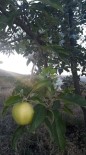 HACı MUSTAFA ARıKAN - Elma Ağacı Yaz Mevsiminde Çiçek Açtı