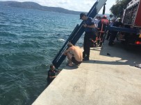 HAYDAR ALİYEV - Sarıyer'de At Denize Düştü