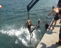 HAYDAR ALİYEV - Sarıyer'de Denize At Düştü