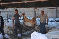 TÜRK HAVA KURUMU - THK, 7 Bin 250 Küçükbaş, 157 Büyükbaş Deri Topladı