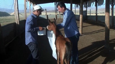 Annesi Ölen Tayı Keçi Sütü İle Besliyor