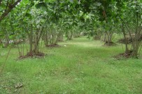 TAPU KADASTRO - Araplar Ordu'dan Fındık Bahçesi Satın Aldı