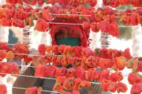 Aşırı sıcaklıklar bir tek onlara yaradı