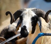 Düzceliler Kızılay'a 252 Kurban Bağışı Yaptı