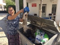 Milas'ta Çok Sayıda Kedi Ölü Bulundu