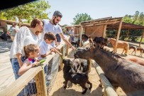 İZMIR DOĞAL YAŞAM PARKı - Doğal Yaşam 'Bayram' Etti