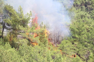 Karabük'te Orman Yangını