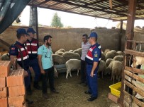 GEYRE - Karacasu'dan 50 Adet Koyun Çalan 2 Hırsız Tutuklandı