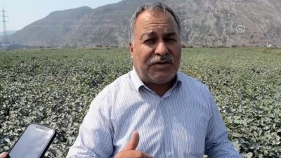 Söke'de Üreticiler Fabrika Tozlarından Şikayetçi