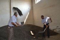 UMUTLU - Yağlık Ayçiçeği Hasadı Başladı, Verim Düşük Ama Üreticiler Fiyatlardan Umutlu