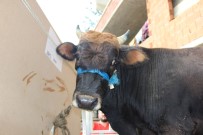 HALUK LEVENT - Yüzen Dana 'Ferdinand' Yola Çıktı