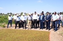 NACI KALKANCı - Adıyaman'da Üzüm Hasadı Başladı