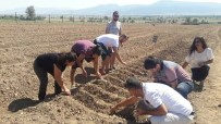 YEŞILYAYLA - Antalya'da 'Safran' Korkuteli'nde Üretiliyor