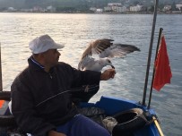 BOLAMAN - Kurnaz Martı İle Balıkçının Dostluğu