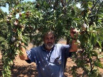 TEKSAS - Organik Badem Büyük Rağbet Görüyor