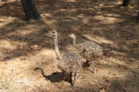 DEVE KUŞU - Ormanya'ya 3 Yeni Üye Daha Katıldı