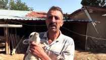 HAYVAN SEVGİSİ - Zehirlenen Otları Yiyen Koyunların Telef Olduğu İddiası
