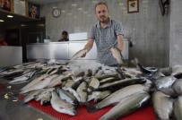 UMUTLU - Balıkçıların Umudu 'Palamut'