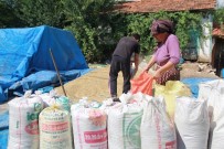 DOLU YAĞIŞI - Buğday Ve Arpa Rekoltesinde Yüzde 50 Düşüş