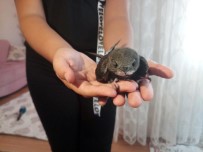 KIRLANGIÇ - Ebabil Kuşu Yardım Bekliyor