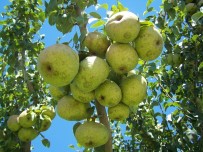 PATENT - Korkuteli'nin 'Karyağdı Armudu' Tescillendi