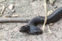 DEĞIRMENBAŞı - Samsun'da Çift Başlı Yılan Bulundu