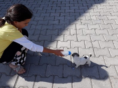 Sokakta Bulduğu Yavru Köpeği Biberon İle Besliyor