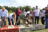 BEYAZKÖY - Tekirdağ'da 80 Sülün Doğaya Salındı