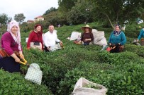ÇAY FABRİKASI - AK Parti Giresun Milletvekili Öztürk'ten  Çay Üreticilerine Destek