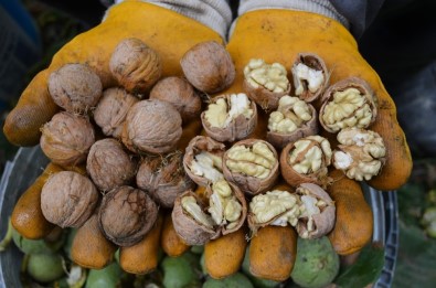 Aydın'da Ceviz Hasadı Başladı