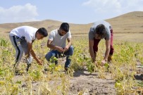 KURU FASULYE - İpekyolu'nda Hasat Dönemi