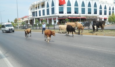 Karayolunda Başıboş Hayvanlar Trafiği Tehlikeye Düşürdü