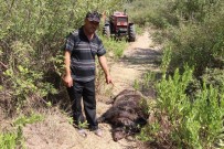 YURTPıNAR - Köylülerin Kabusu Olan Yaban Domuzu 45 Gün Sonra Etkisiz Hale Getirildi