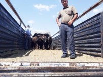 Silvan'da 35 Adet Manda Dağıtıldı