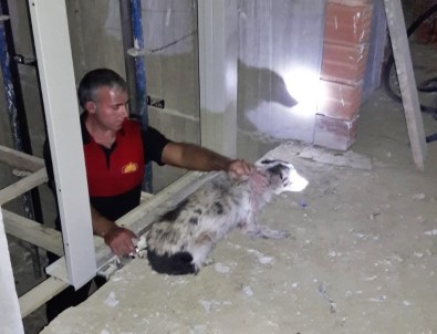 Asansör Boşluğuna Düşen Köpeği İtfaiye Kurtardı
