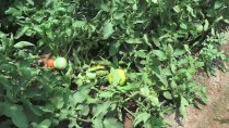 Güneydoğu'da Verimli Domates Arayışları