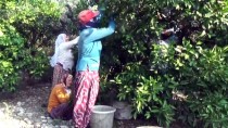 Hatay'da Erkenci Cins Mandalina Hasadı Başladı