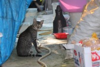 KAYABAŞı - Kedisini Kurtarmak İsterken Uçurumda Mahsur Kaldı