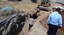 Lağım Çukurlarına Düşen İnekler İş Makinesiyle Kurtarıldı