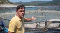 ELEKTRİK ENERJİSİ - (Özel) Almus Baraj Gölünde Su Seviyesinin Düşmesi Balıkçıları Endişelendiriyor