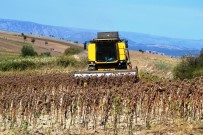 Samsun'da Ayçiçeği Hasadı Başladı