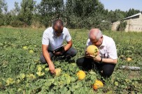 Sıhke Kavunu Koruma Altına Alındı