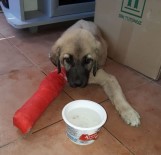 Yavru Köpek Ezilmekten Son Anda Kurtuldu
