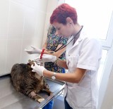 OBEZİTE - 19 Kiloluk Kediye Özel Diyet