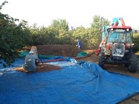 TARIM ÜRÜNÜ - Düzce'de Fındık Harmana İndi